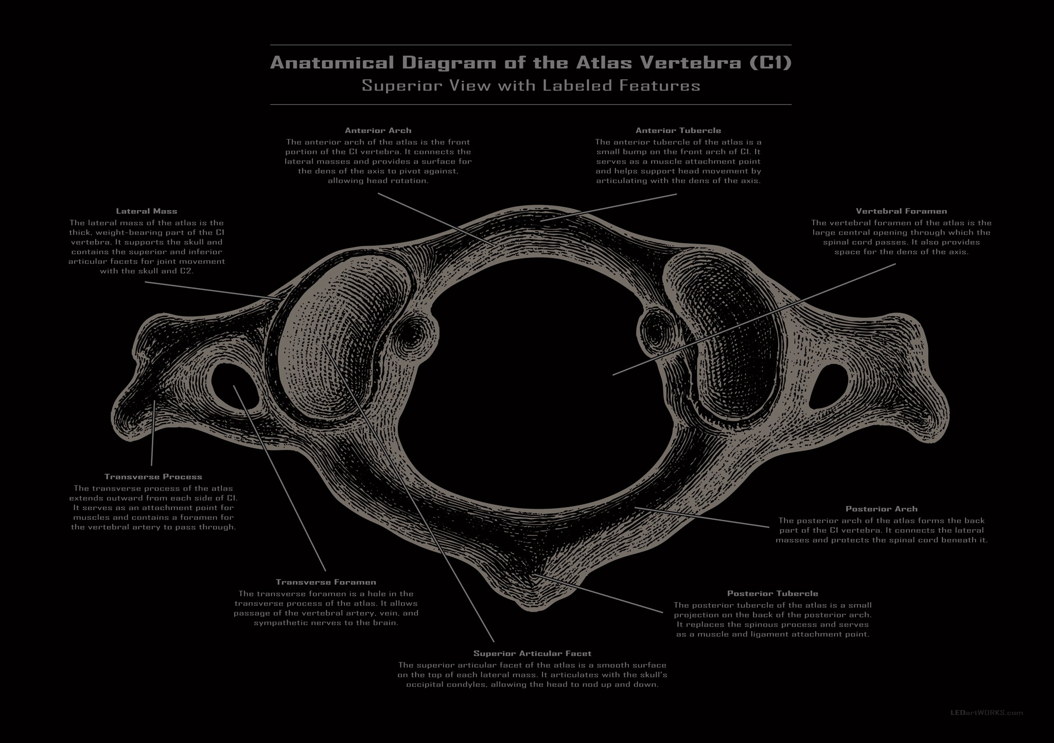Anatomical Diagram of the Atlas Vertebra (C1) – Illuminated Chiropractic Wall Art