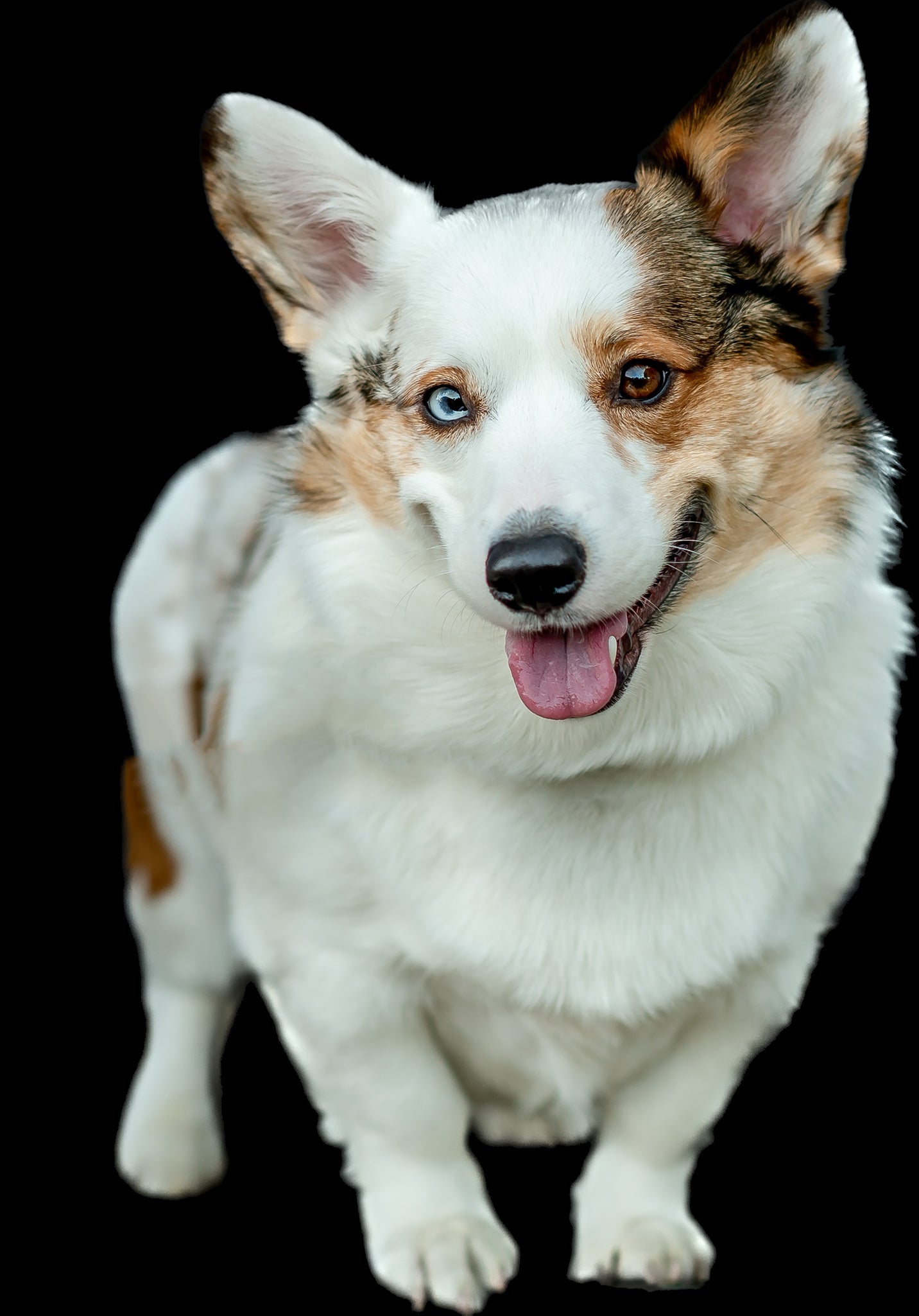 Pet Pop Art!