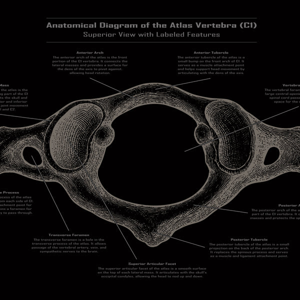 Atlas der Klassischen Archäologie LEDartWORKS-Anatomical-Diagram